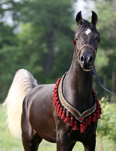 ISIS AKEEM, 2010 BLACK stallion, by AK Khaza x. Alayla by Thee Desperado