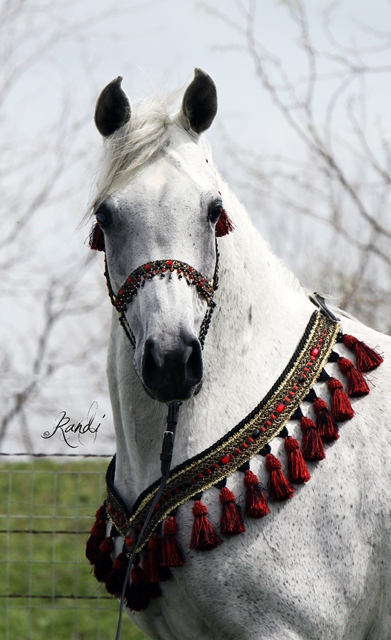 LOLA BARAKI, 2005 grey mare sired by Al Baraki x. Shahirs Niya by Shahir IASB