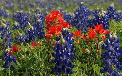 Texas wildflowers appear in the spring on the farm