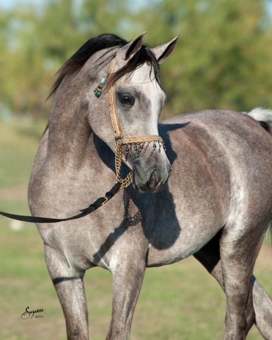 ISIS ALINA, 2010 grey mare by Thee Infidel x. Josalina by Thee Desperado