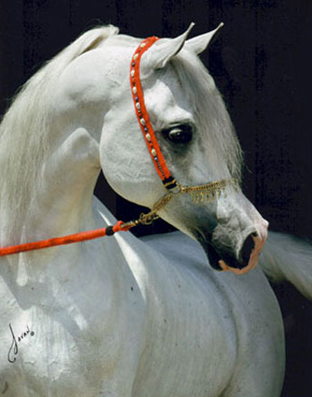 Imperial Baarez, 1996 grey stallion sired by PVA Karim x. daughter of Orashan