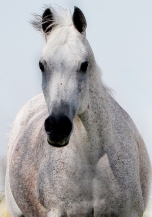 ZAIRAH, 1994 grey mare by Thee Desperado x. *Nibrias by EAO El Moongi